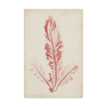 Trademark Fine Art Henry Bradbury 'Coral Sea Feather I' Canvas Art, 30x47 WAG06196-C3047GG